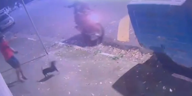 VÍDEO: PM de folga é atacado por dupla enquanto passeava com cachorro