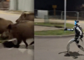 VÍDEO: robô humanoide viraliza ao perseguir e espantar javalis para a mata