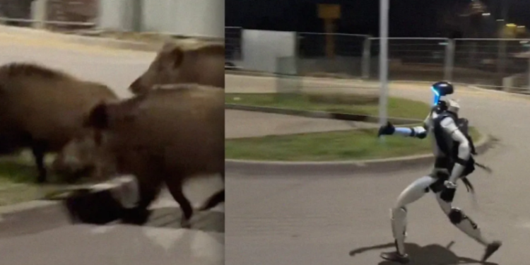 VÍDEO: robô humanoide viraliza ao perseguir e espantar javalis para a mata