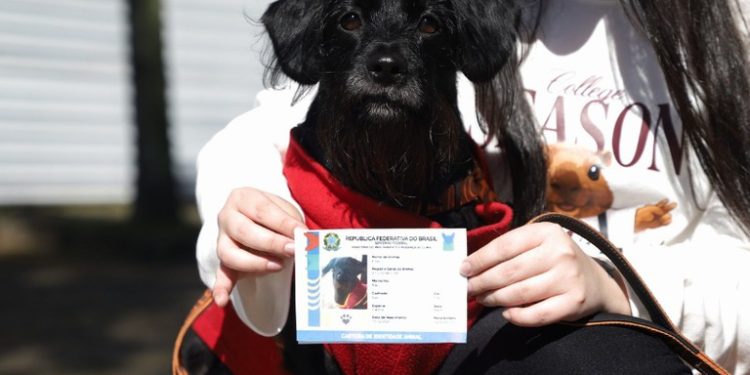 Registro de cães e gatos no Brasil somam 1,3 milhão; saiba como cadastrar