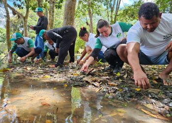 Mais de 2,5 mil quelônios são soltos na natureza no sul do Amazonas