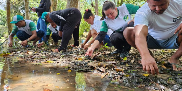 Mais de 2,5 mil quelônios são soltos na natureza no sul do Amazonas
